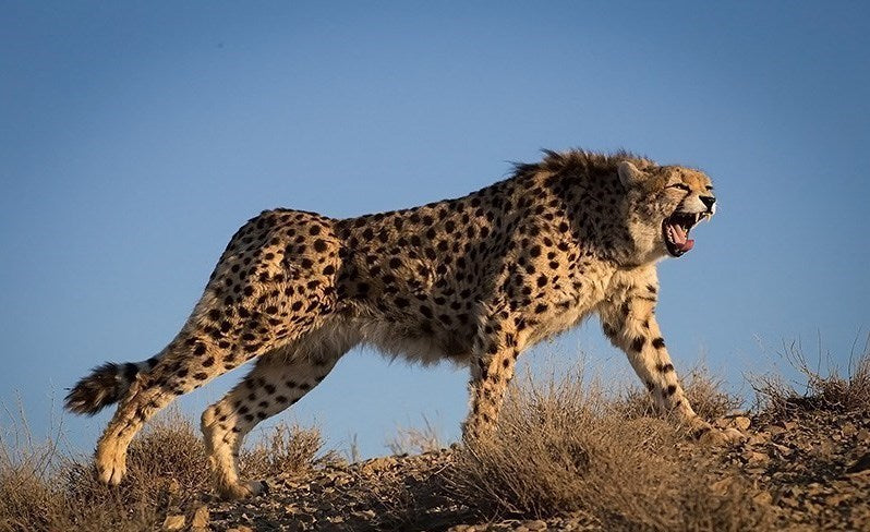 Kooshki, an Asiatic cheetah in Iran